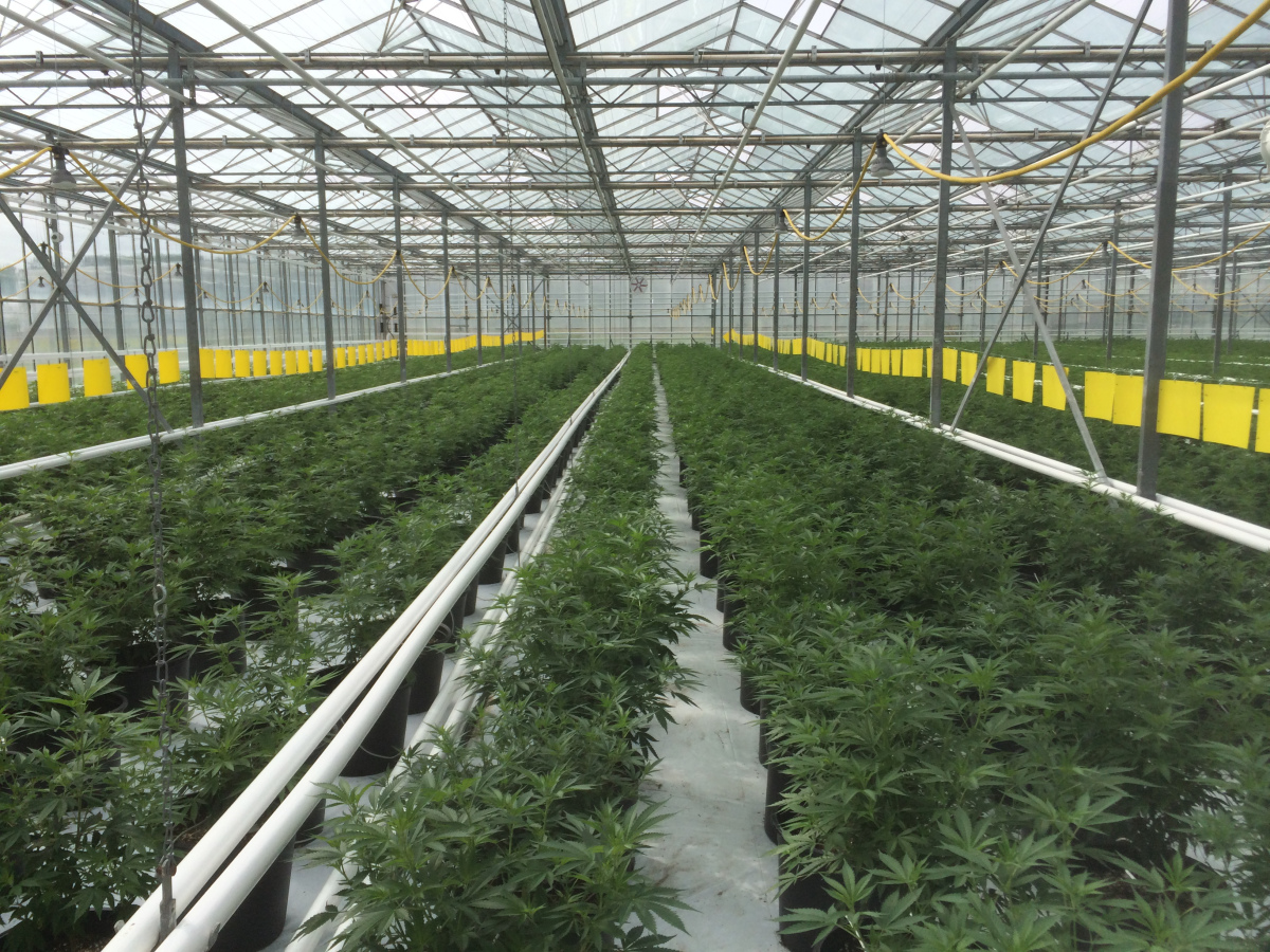 The Future of Cannabis Cultivation