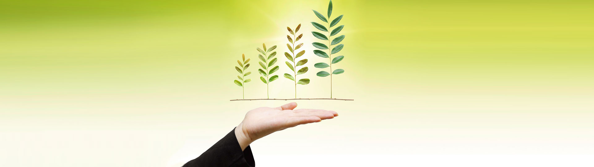 Massroots: Wait and See