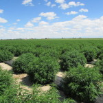 whole hemp farms fields